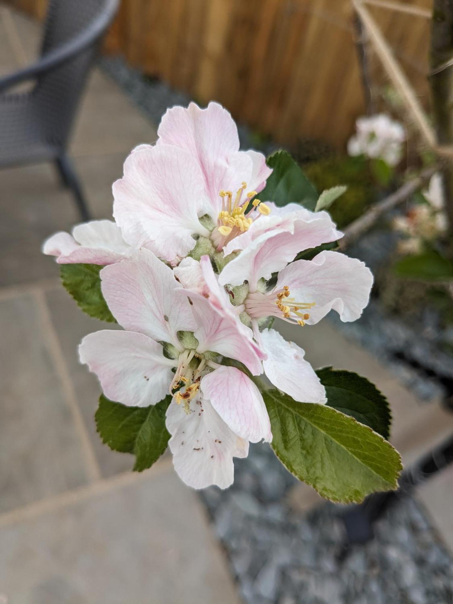 Rosegarth Bed And Breakfast Marton near Pickering エクステリア 写真