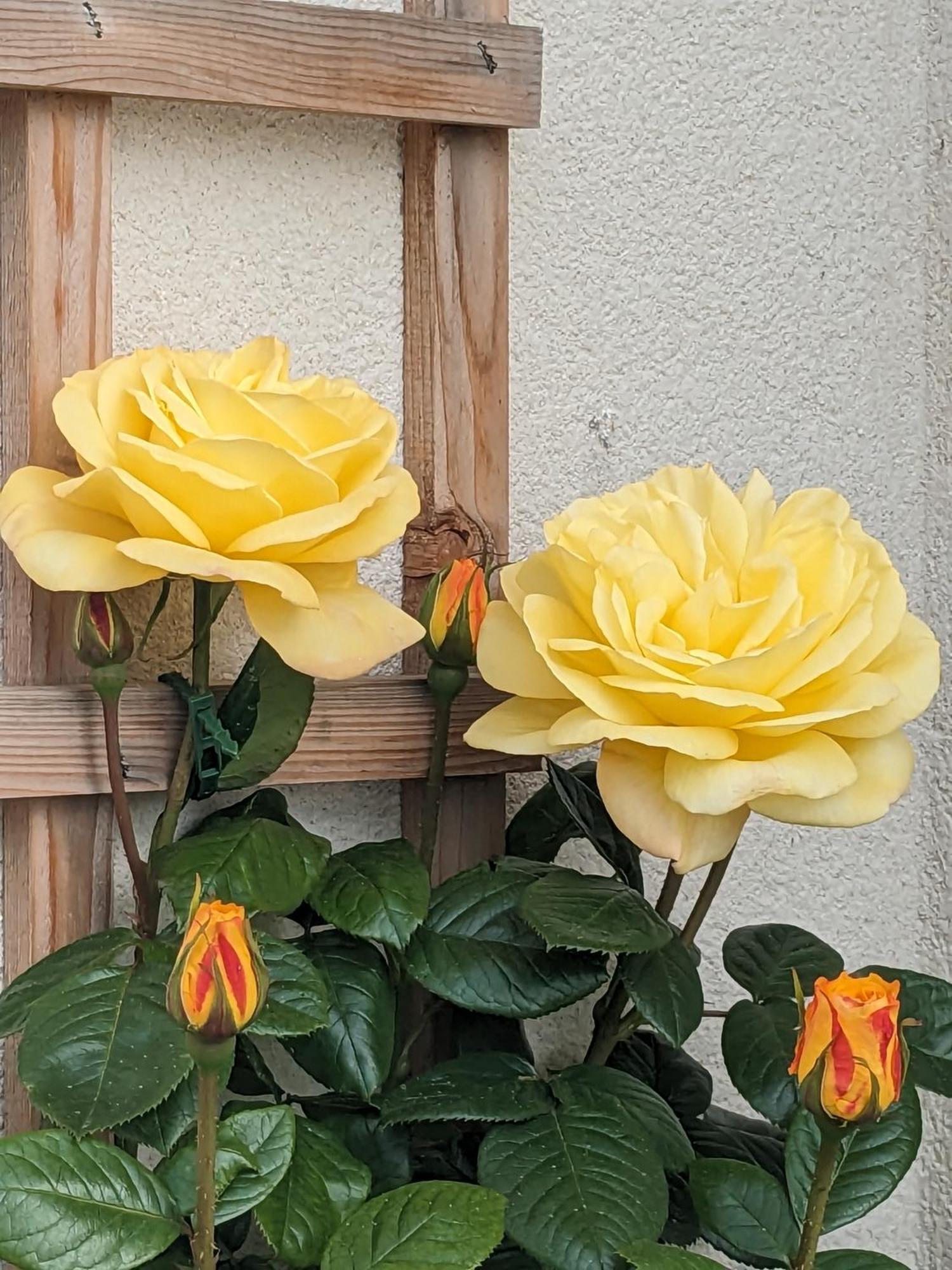 Rosegarth Bed And Breakfast Marton near Pickering エクステリア 写真